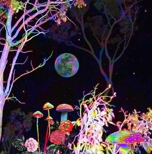 Meet your Posher, Shams